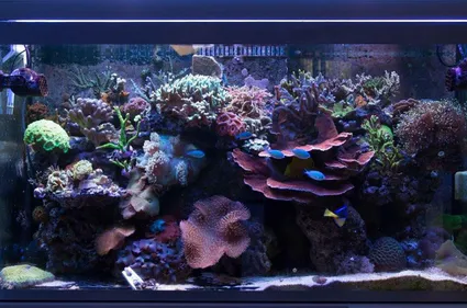 1601353 585934584825572 1250075194 n 1