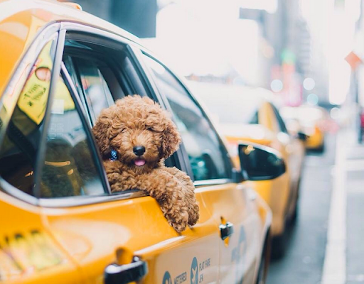 Taxi chien