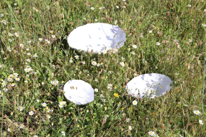 Capture d ecran 2020 03 27 a 11 50 34