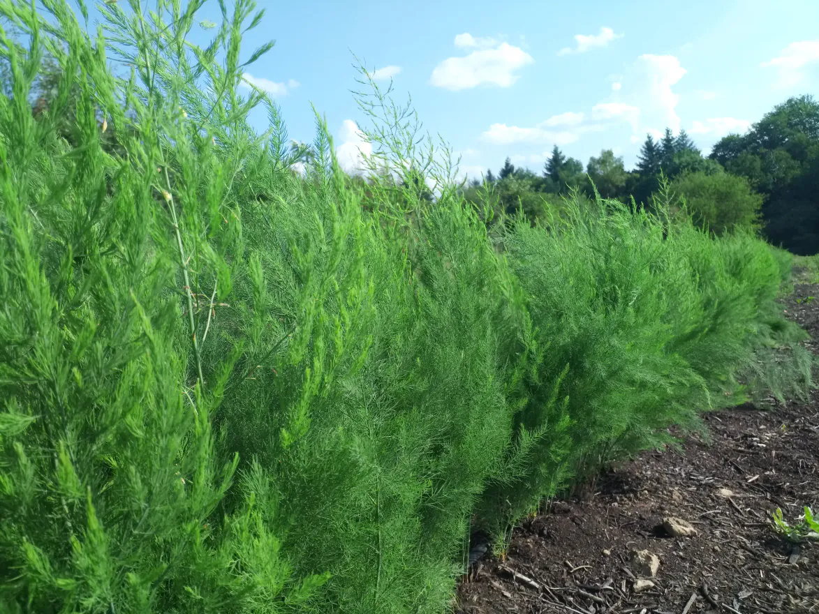 Griffedaspergebio lance ses tests 2019 !