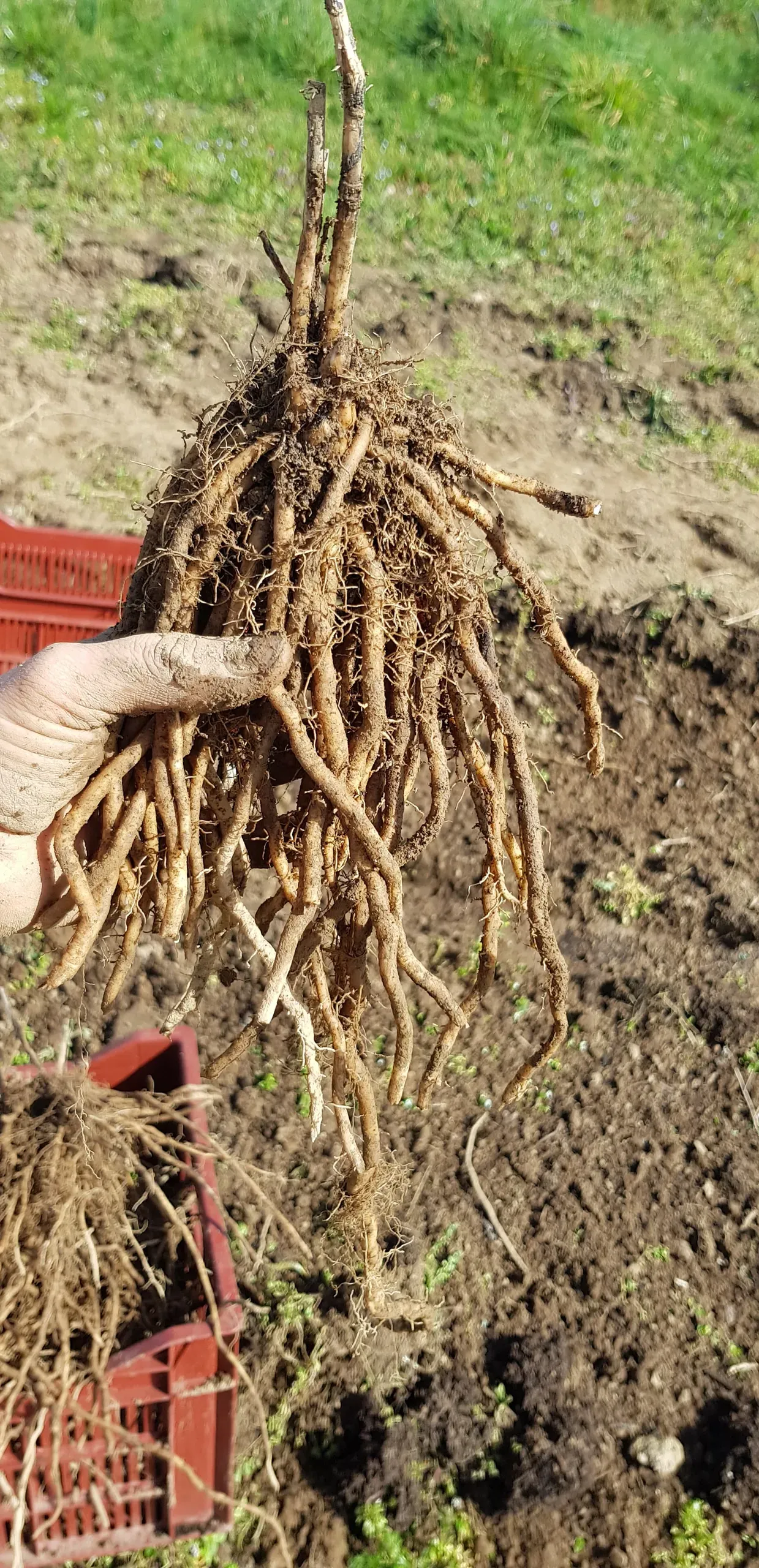 Griffedaspergebio arrache ses premières griffes 2020