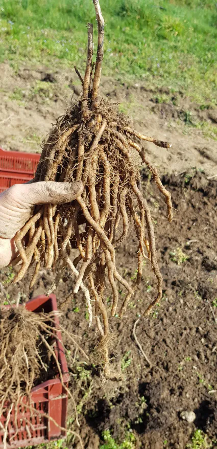 Griffedaspergebio arrache ses premières griffes 2020