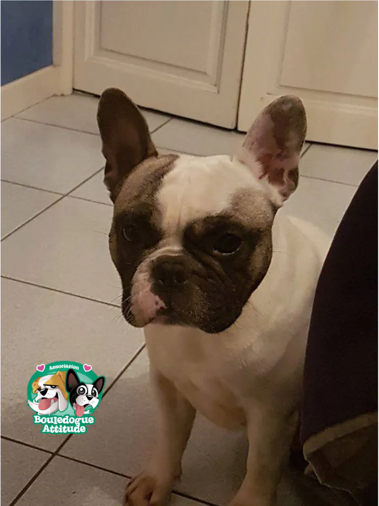 Yoda