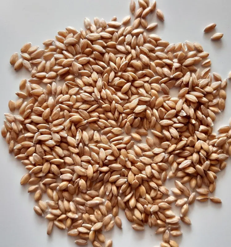 Pourquoi manger des céréales entières