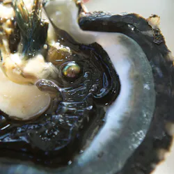 Les Perles de Tahiti