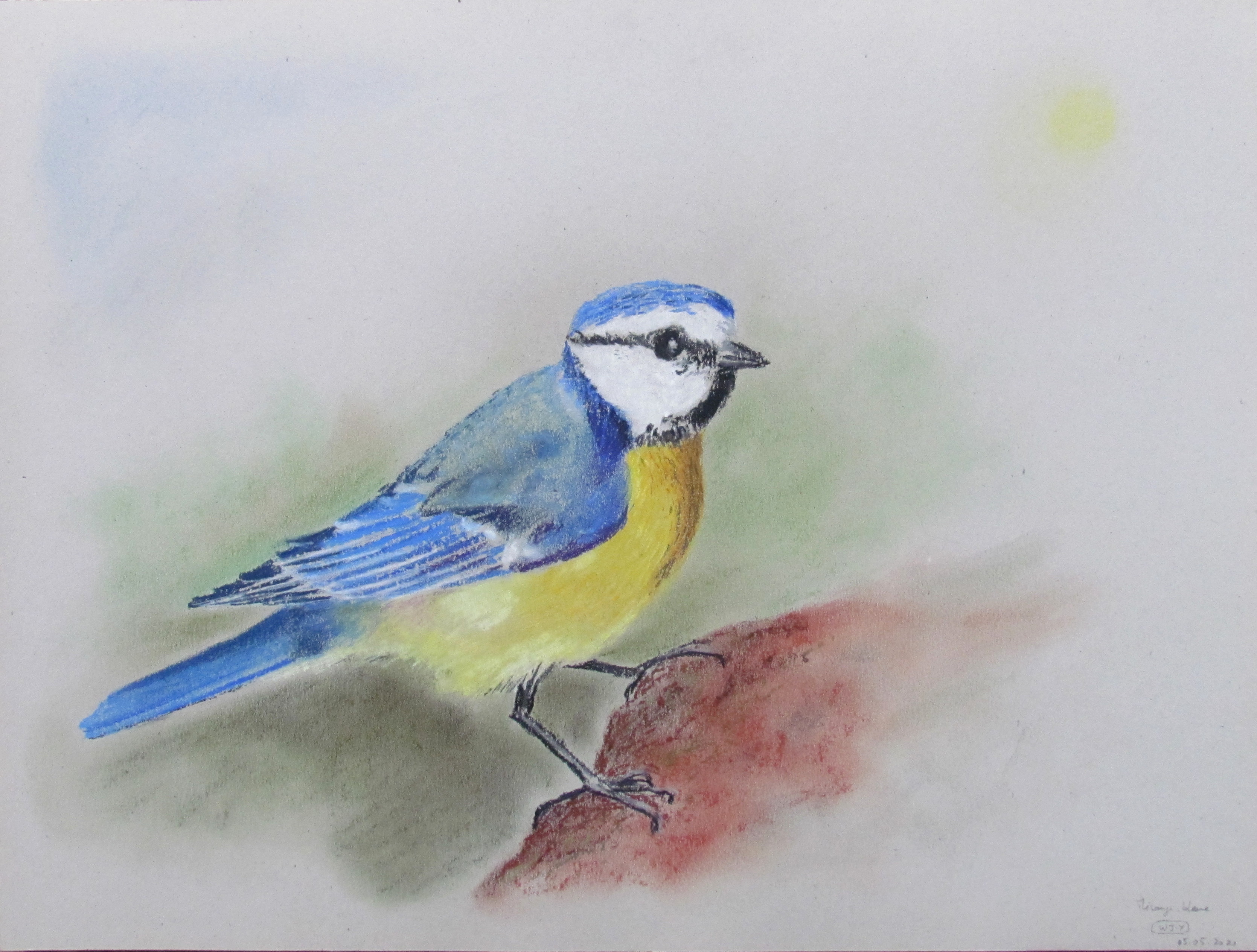 Mesange bleue