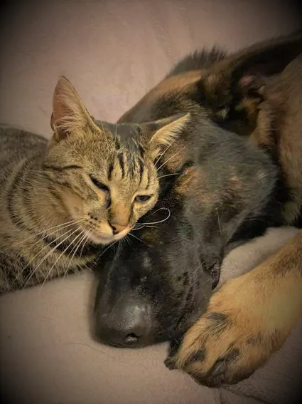 Confinement : Une expérience commune pour mieux comprendre les ressentis de nos chiens et nos chats