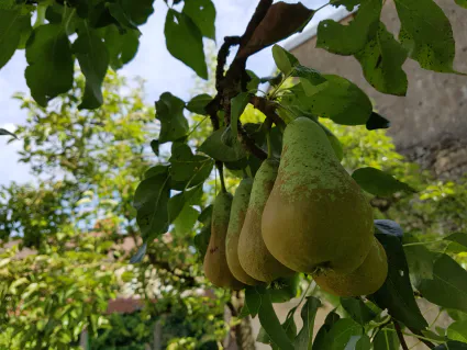 Jolis fruits à goûter sur place