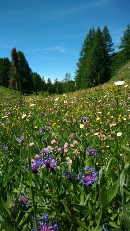 Randonnée à la découverte de la flore de montagne, initiation à la botanique en Savoie Tarentaise Vanoise Beaufortain avec un accompagnateur en montagne