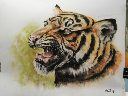 Tigre 
