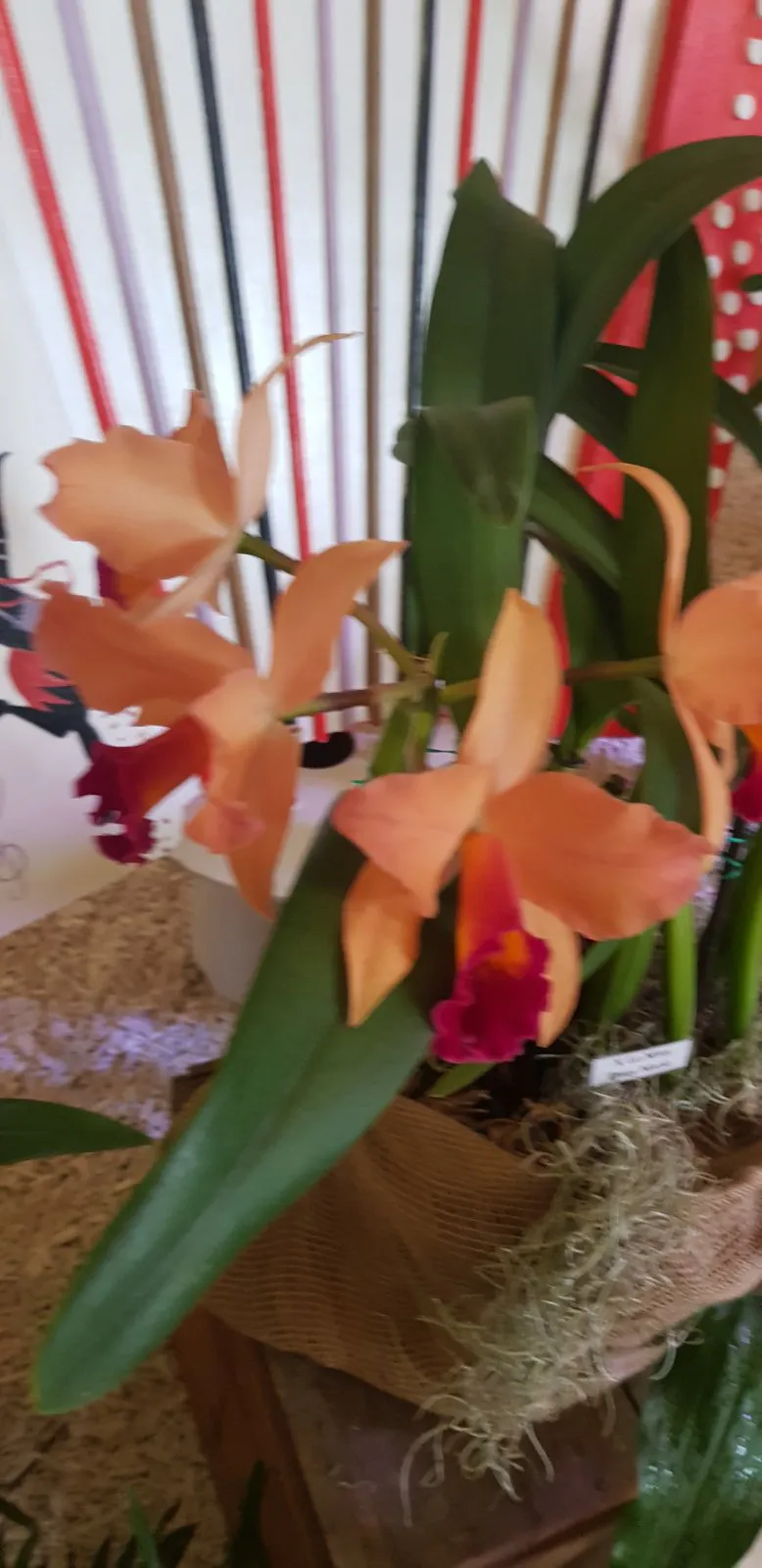 Media share 0 02 0a dafaf63b48ce91d4f0a1a18389056719160d4c31fc0d63ac4e60eceb30905ef8 a9eaf427 10e3 4ab2 8878 73c8f3c67c1d