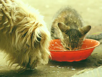 Une bonne alimentation favorise la bonne santé !
