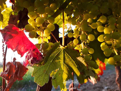 106598833 2658877411054254 3428190794720887900 n