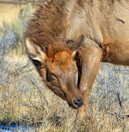 Female-Wapiti-Cervus-canadensis-Mammoth-Hot-Springs-Yellowstone-NP-Wyoming-USA-DSC06317