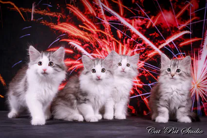 109727933 10207313759840223 3294731757971951272 o