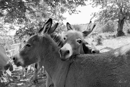 Enola anes 20190728 2517 ok