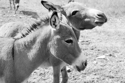 Enola anes 20190728 2578 ok