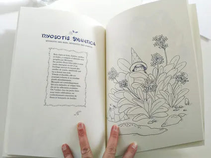 Myosotis dble