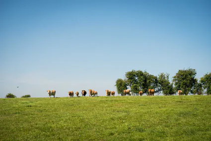 Martine envi amin toulors 3