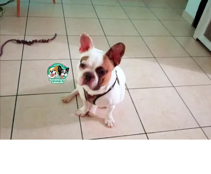 Pooky