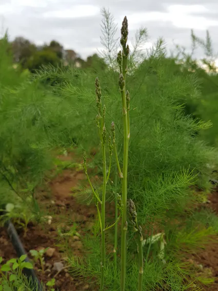 Griffedaspergebio, nouveautés 2021