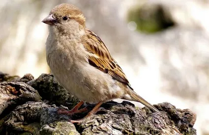 En paroisse repondre