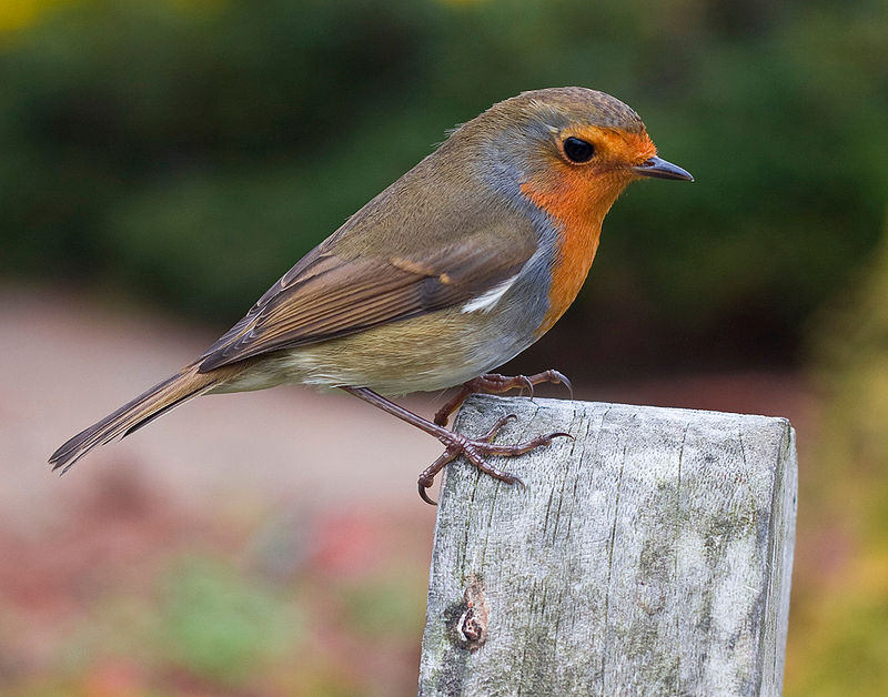 800px-Erithacus rubecula -RHS Garden Harlow Carr-8b-2c