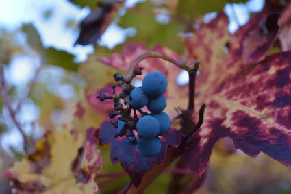 Image00045