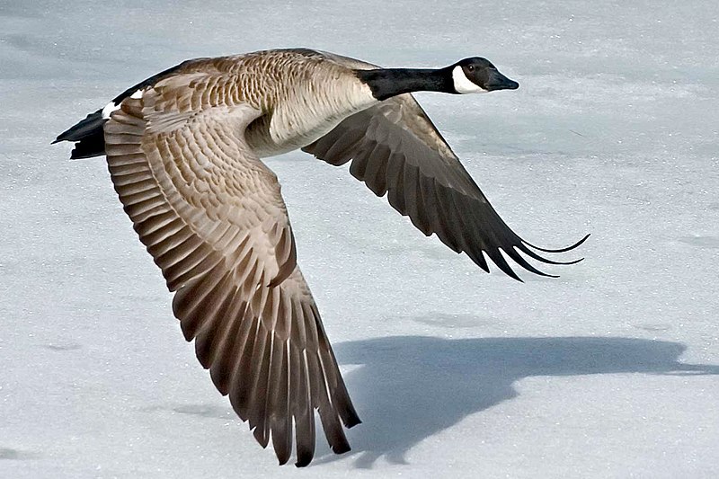 800px-Canada-Goose-Szmurlo