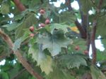 Alisier-torminal-alisier-des-bois-ou-sorbier-torminal-sorbus-torminalis-feuilles-et-fruits-visoflora-122837