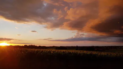 Coucher de soleil a la pimpinelle
