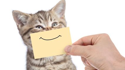 Sourire chat