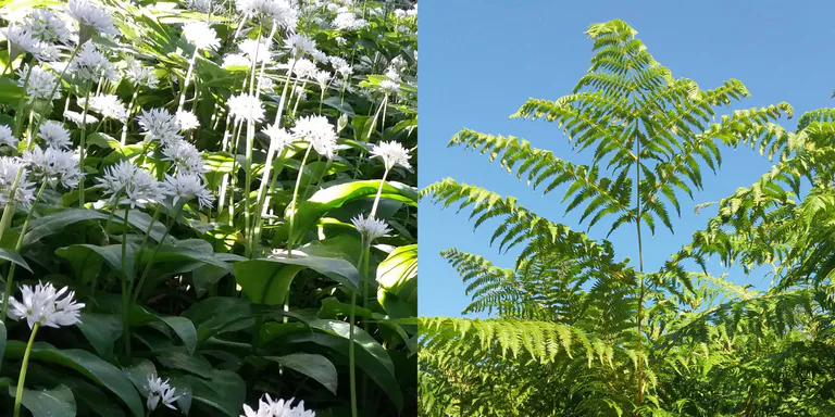 mélange purin d'ail et de fougère