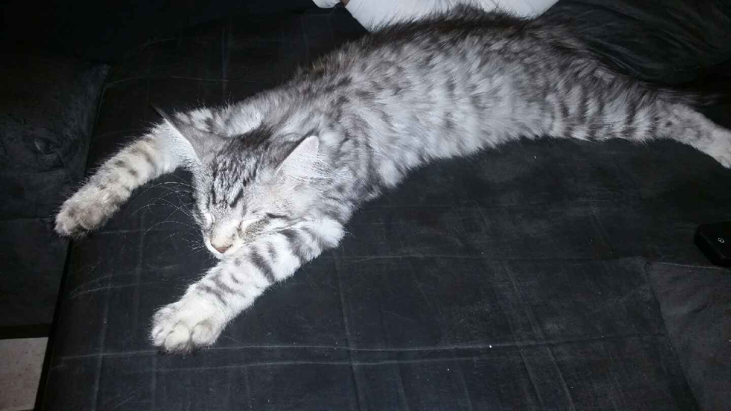 Photos-Merlin-Magic-2