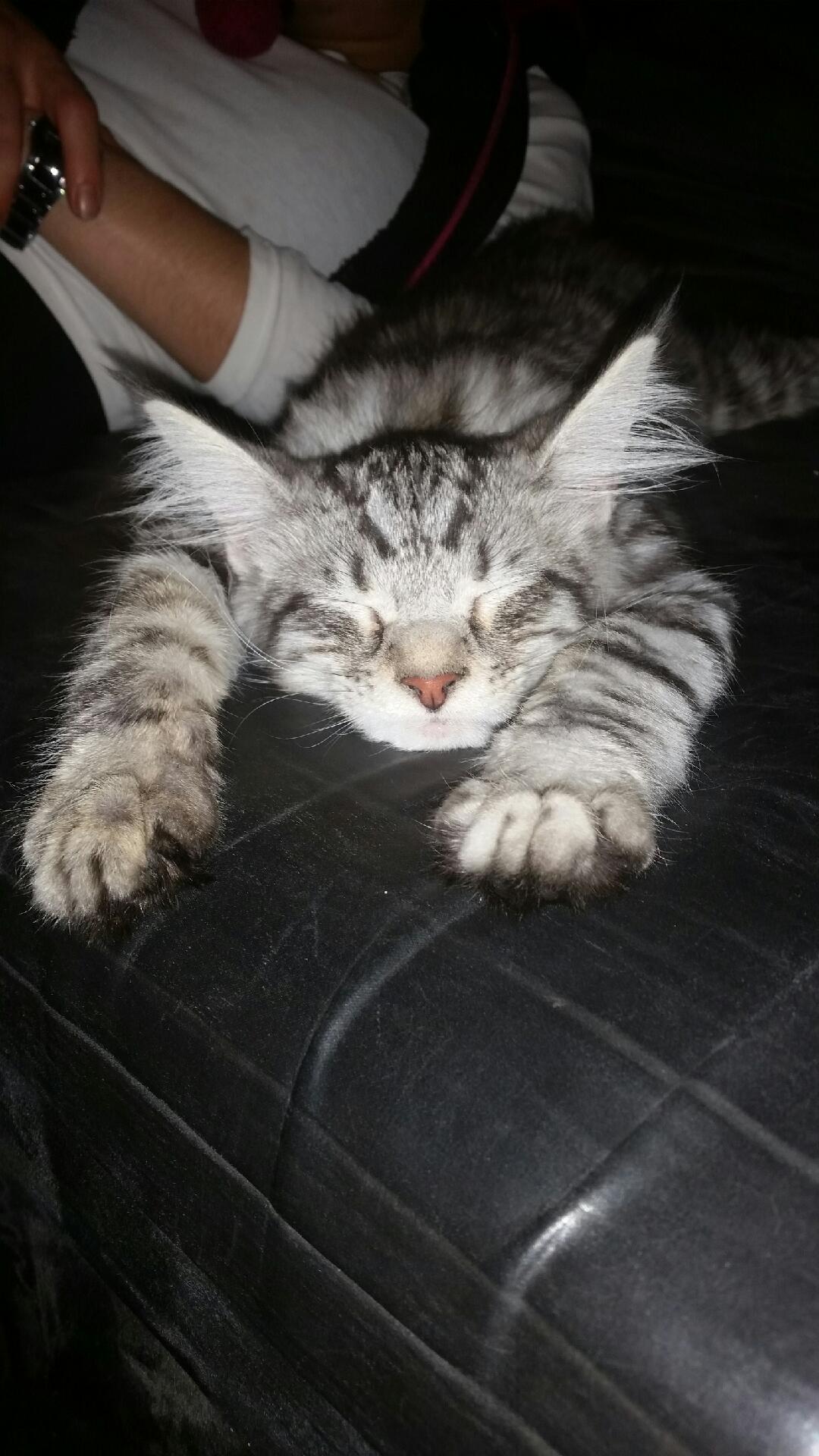 Photos-Merlin-Magic-3