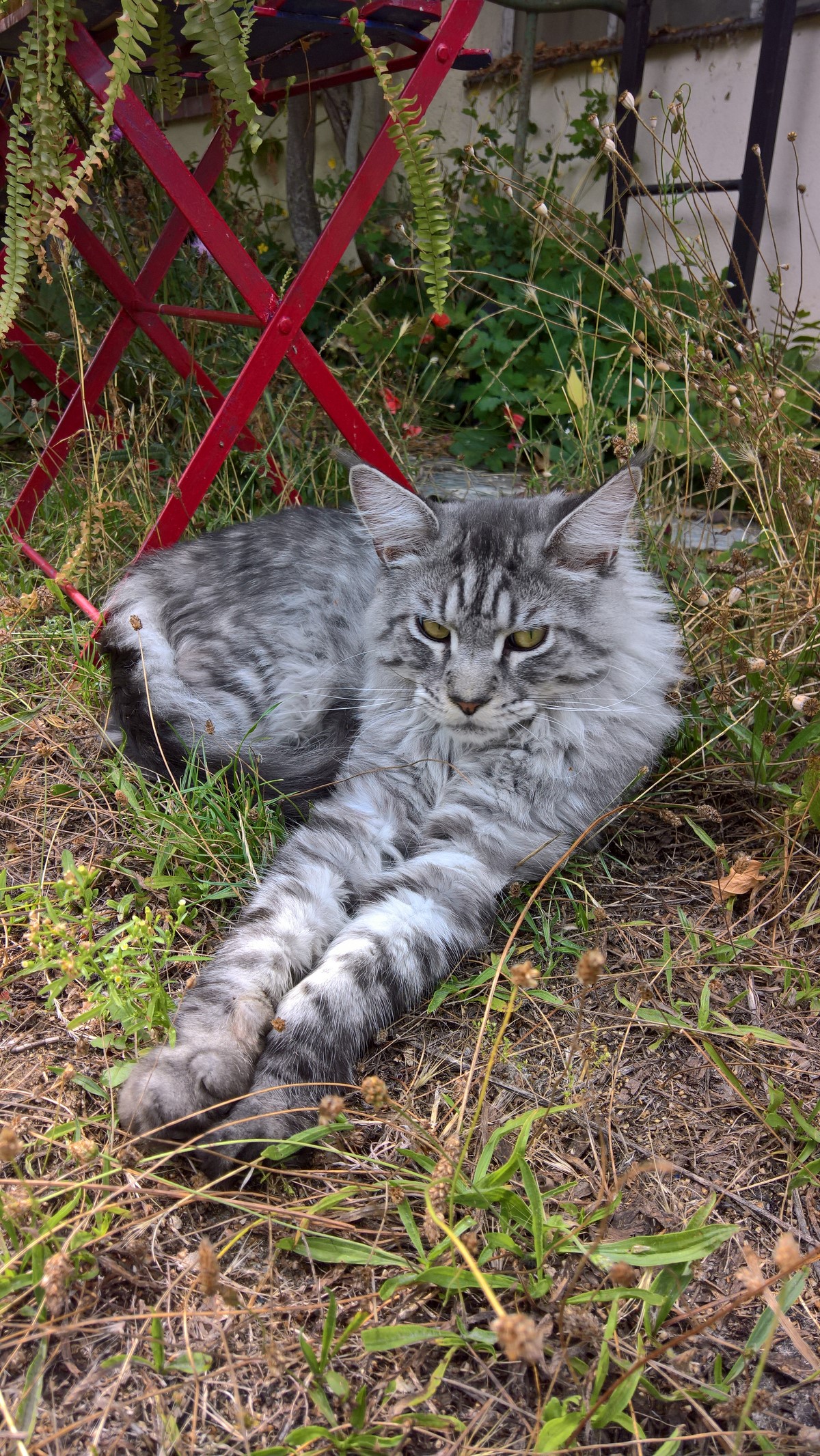 Mowgli-1-an-1-1600x1200-