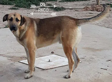 Paco1