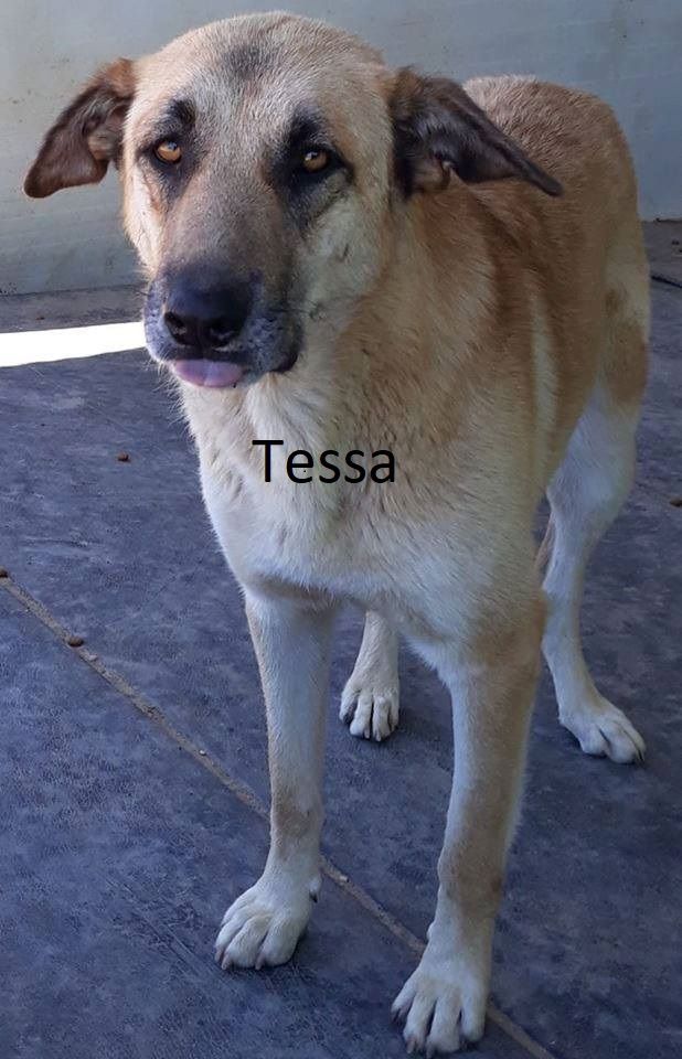 Tessa3