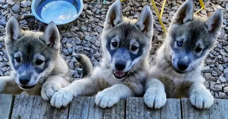 Elevage des Flocons glacés