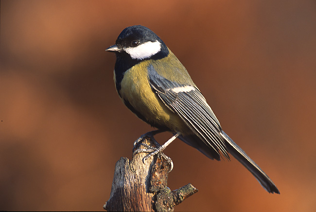 Parus major 4 -Marek Szczepanek-