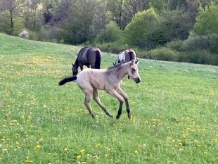 "Lilly Wood Shine" / AQHA / Quarter Horse / buckskin / Foundation / NFQHA / Ranch horse / versatility horse ranch / ranch work / Baldrock Ranch / 