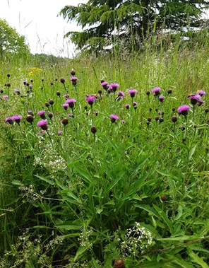 Quelques plantes sauvages...