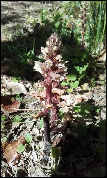 Neottie nid d oiseau