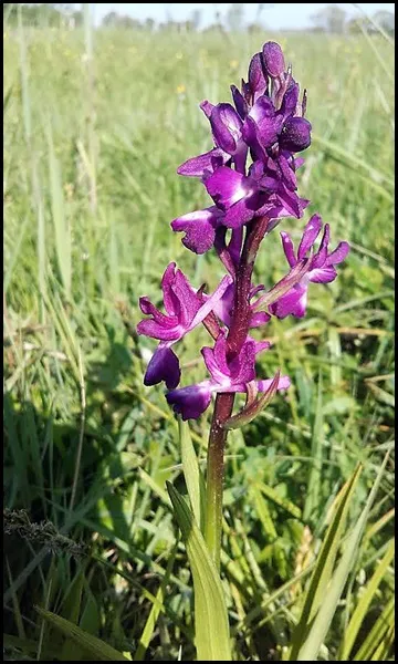 Orchys des marais
