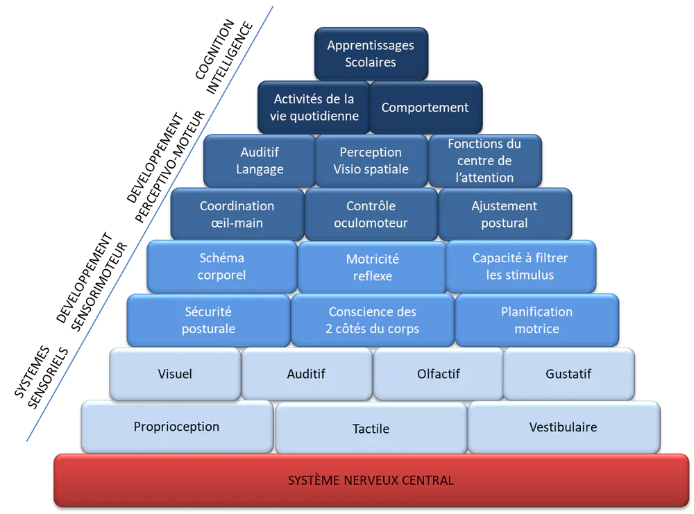 La pyramide de Williams et Shellenberger