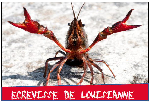Sans-titre