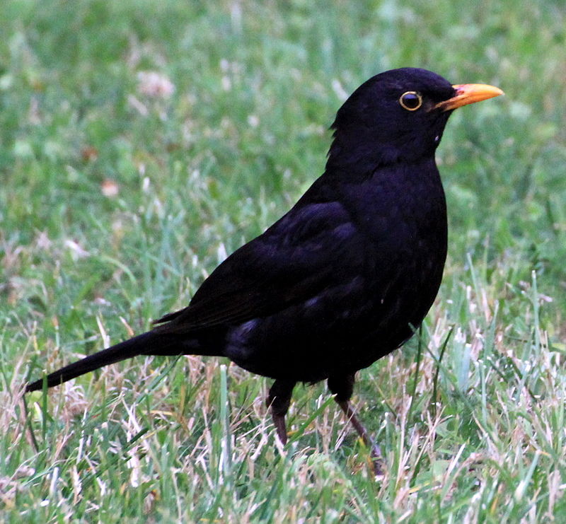 800px-Turdus Merula in Saint Sernin Croped