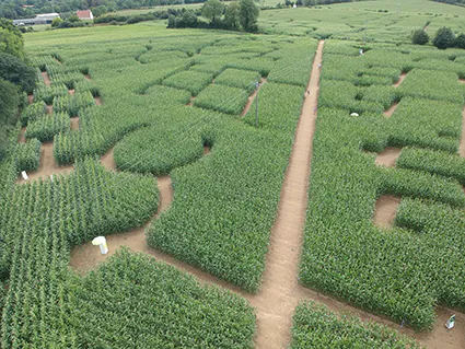 137538109 116576490259003 231297180035583361 n