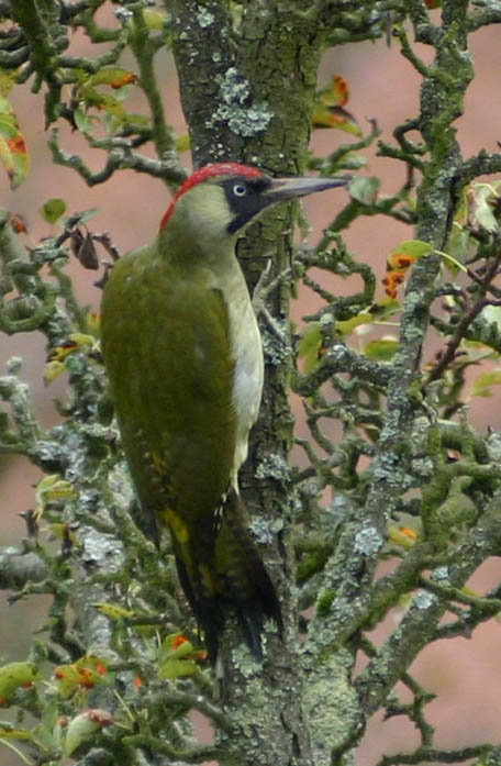 Grunspecht Picus viridis