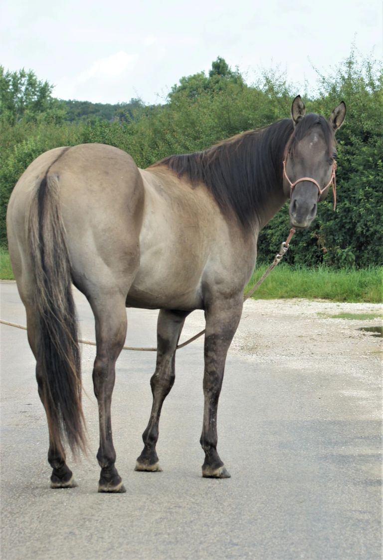 "IAGUO HOLLYWOOD VW" / Quarter Horse Fondation 90% NFQHA / AQHA / étalon / stallion / smoky grullo / silver grulla / ranch / versatility horse ranch cowhorse / FRANCE / FRANCHE COMTE / Baldrock-Ranch